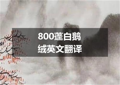 800蓬白鹅绒英文翻译