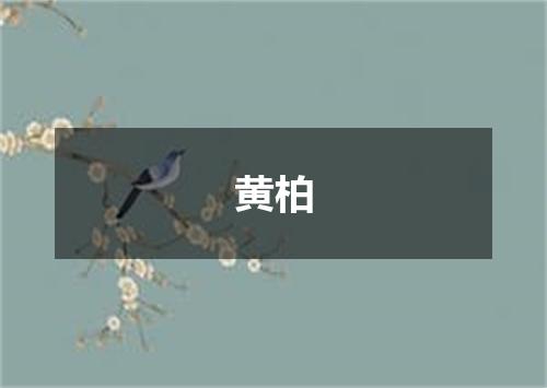 黄柏