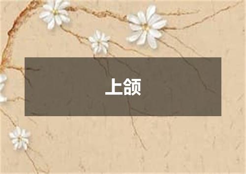 上颌