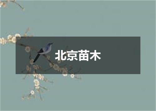 北京苗木
