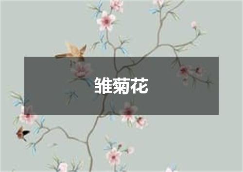雏菊花