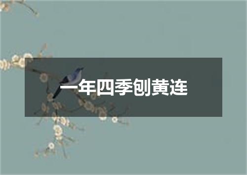 一年四季刨黄连