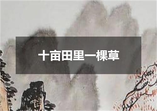 十亩田里一棵草
