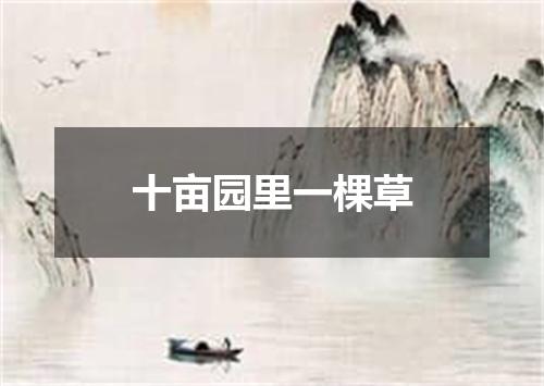 十亩园里一棵草