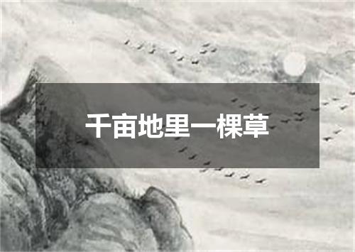 千亩地里一棵草