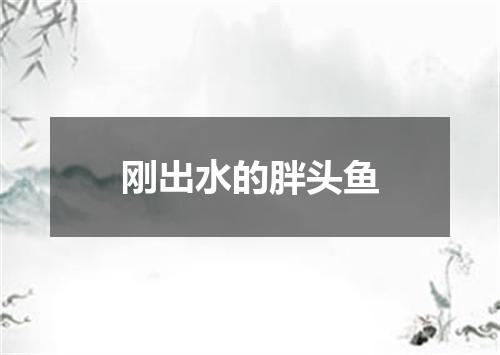 刚出水的胖头鱼