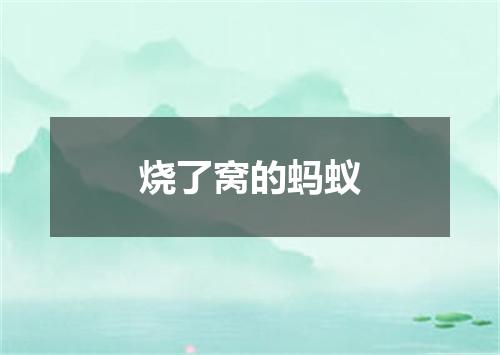 烧了窝的蚂蚁