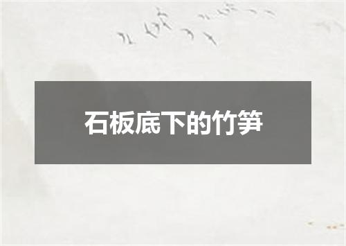 石板底下的竹笋