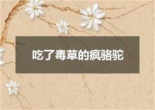 吃了毒草的疯骆驼