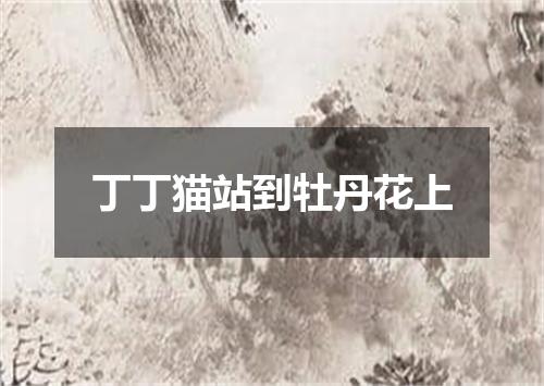丁丁猫站到牡丹花上