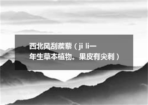 西北风刮蒺藜（ji li一年生草本植物。果皮有尖刺）