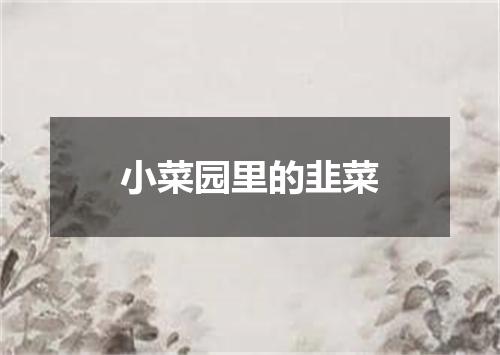 小菜园里的韭菜