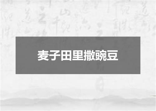 麦子田里撒豌豆