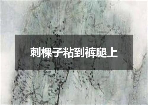 刺棵子粘到裤腿上
