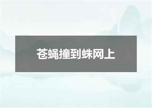 苍蝇撞到蛛网上