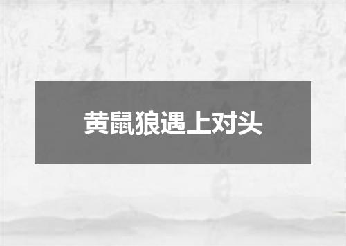 黄鼠狼遇上对头