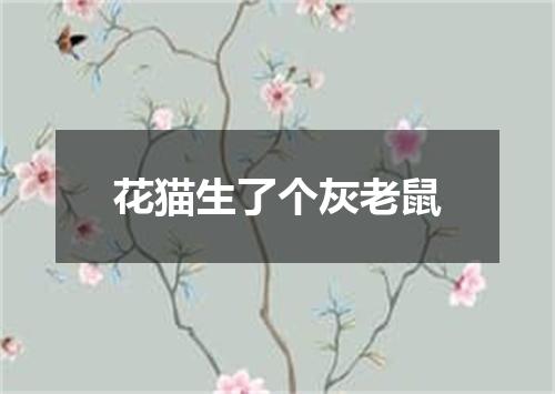 花猫生了个灰老鼠