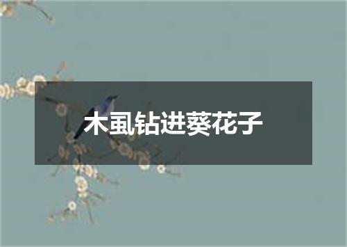 木虱钻进葵花子