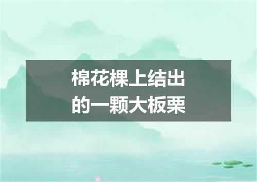 棉花棵上结出的一颗大板栗