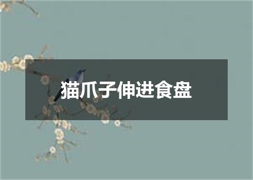 猫爪子伸进食盘