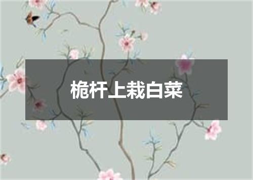 桅杆上栽白菜