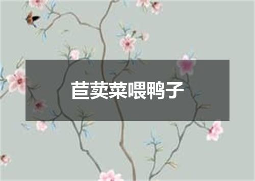 苣荬菜喂鸭子