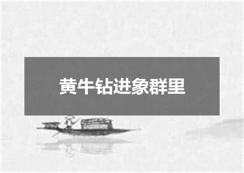 黄牛钻进象群里