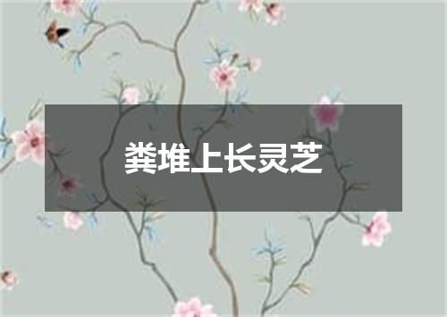 粪堆上长灵芝