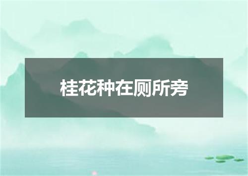 桂花种在厕所旁