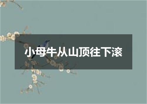 小母牛从山顶往下滚