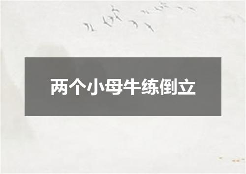 两个小母牛练倒立