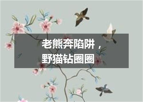 老熊奔陷阱，野猫钻圈圈