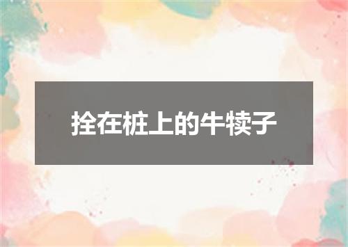 拴在桩上的牛犊子