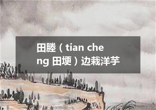 田塍（tian cheng 田埂）边栽洋芋