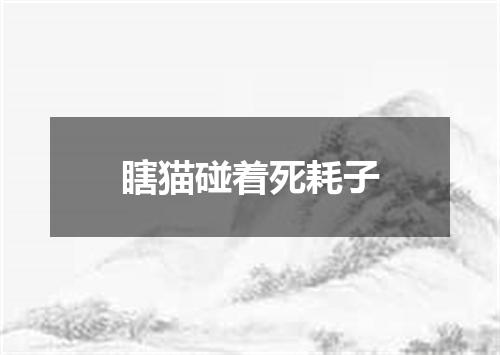 瞎猫碰着死耗子