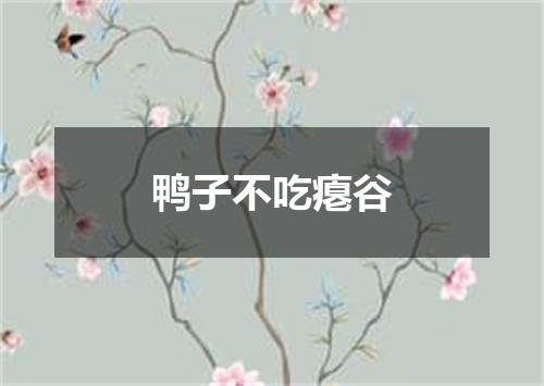 鸭子不吃瘪谷