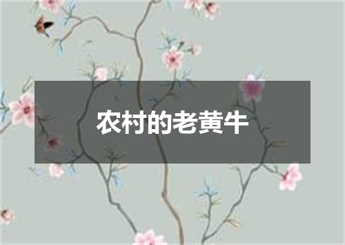 农村的老黄牛