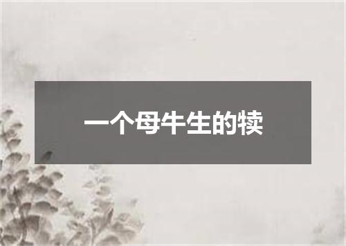 一个母牛生的犊