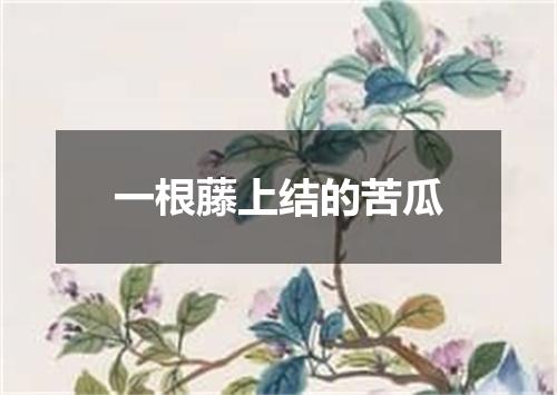 一根藤上结的苦瓜