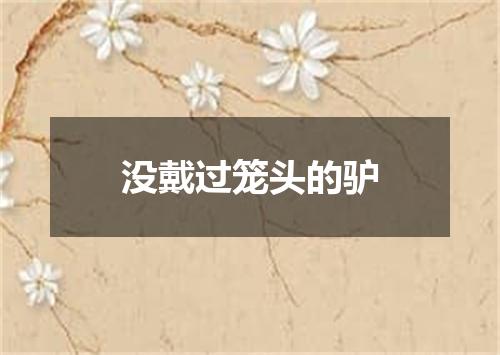 没戴过笼头的驴