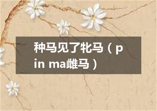 种马见了牝马（pin ma雌马）