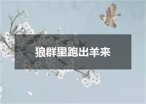 狼群里跑出羊来