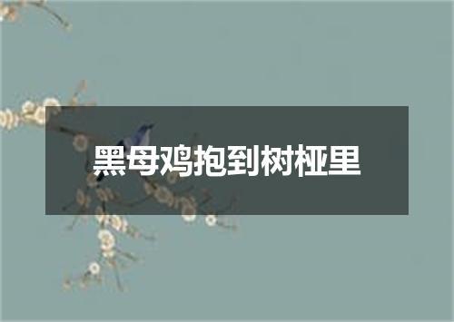 黑母鸡抱到树桠里