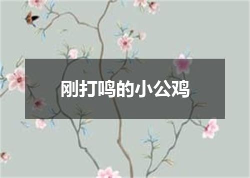 刚打鸣的小公鸡