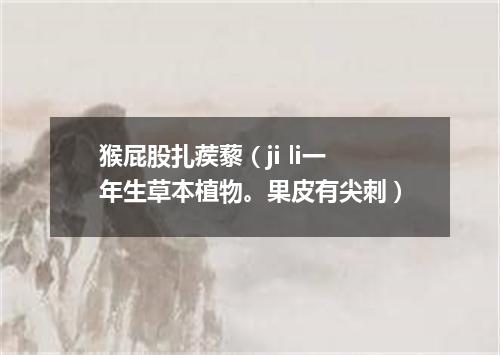 猴屁股扎蒺藜（ji li一年生草本植物。果皮有尖刺）