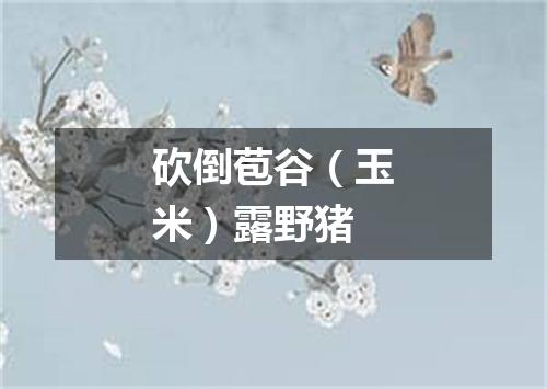 砍倒苞谷（玉米）露野猪