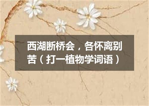 西湖断桥会，各怀离别苦（打一植物学词语）