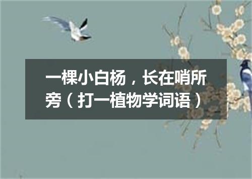 一棵小白杨，长在哨所旁（打一植物学词语）
