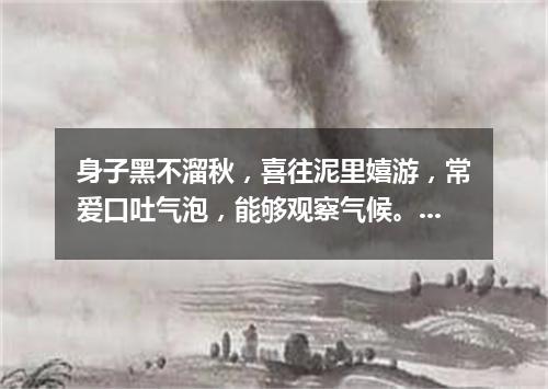 身子黑不溜秋，喜往泥里嬉游，常爱口吐气泡，能够观察气候。（打一动物）