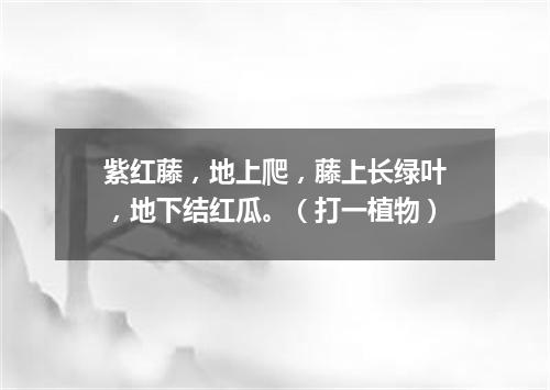 紫红藤，地上爬，藤上长绿叶，地下结红瓜。（打一植物）